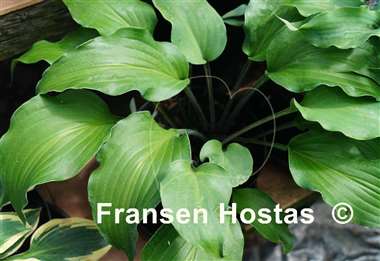 Hosta Red Petioles FH Collection 2024